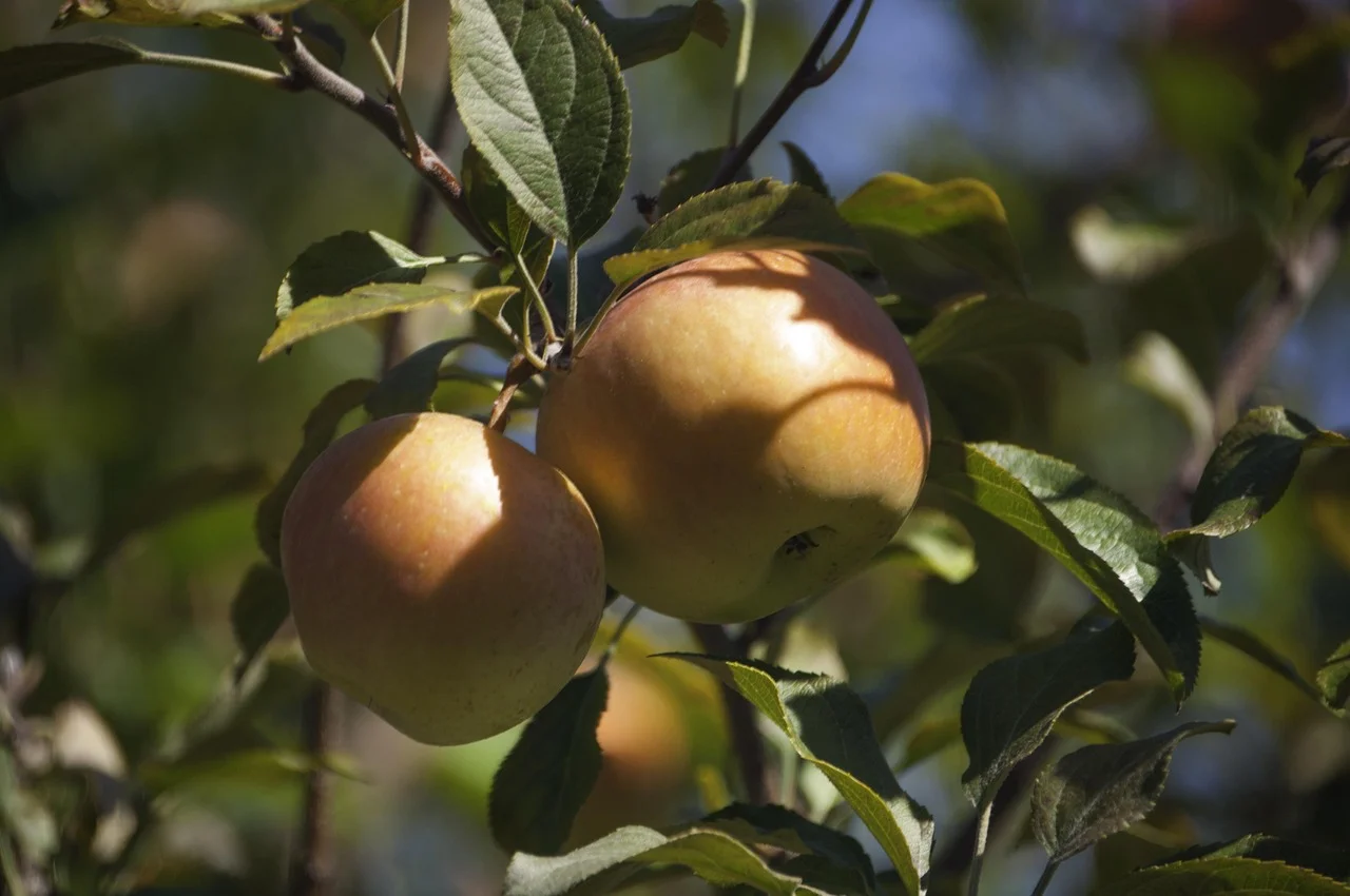 Apple Trees at Pro Garden Supply in Santa Barbara