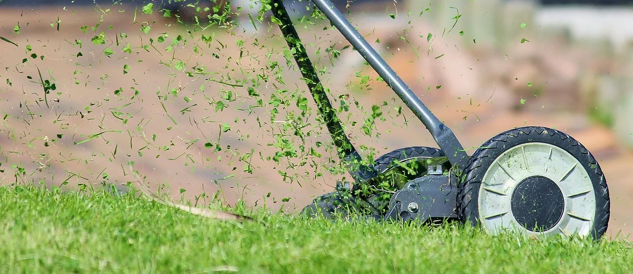 Grass & Lawn Seed