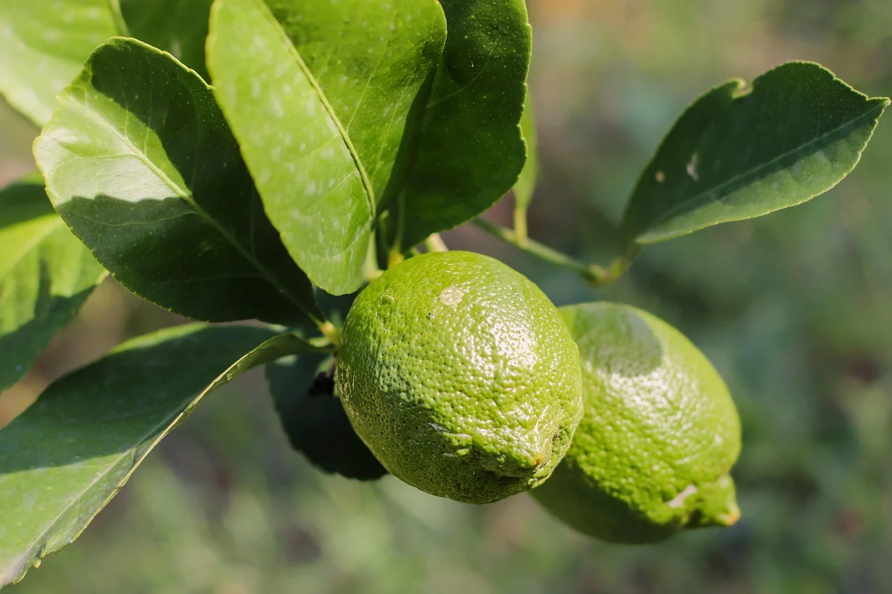 Green limes growing on a leafy branch