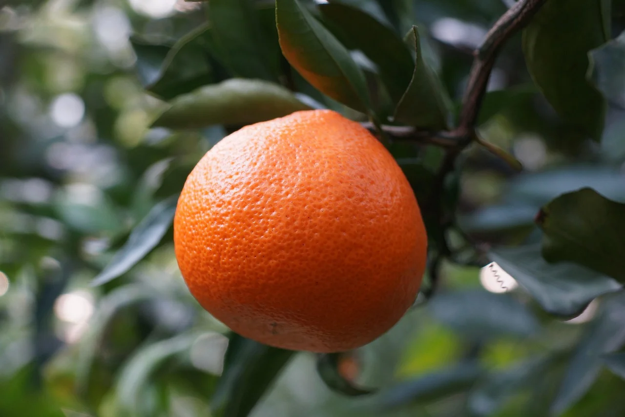A mandarin growing among dark green leaves