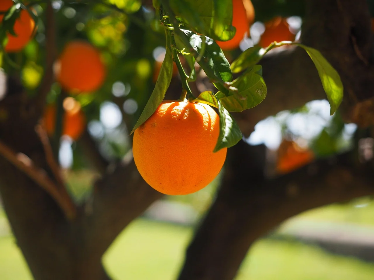 A ripe orange hanging from a citrus tree