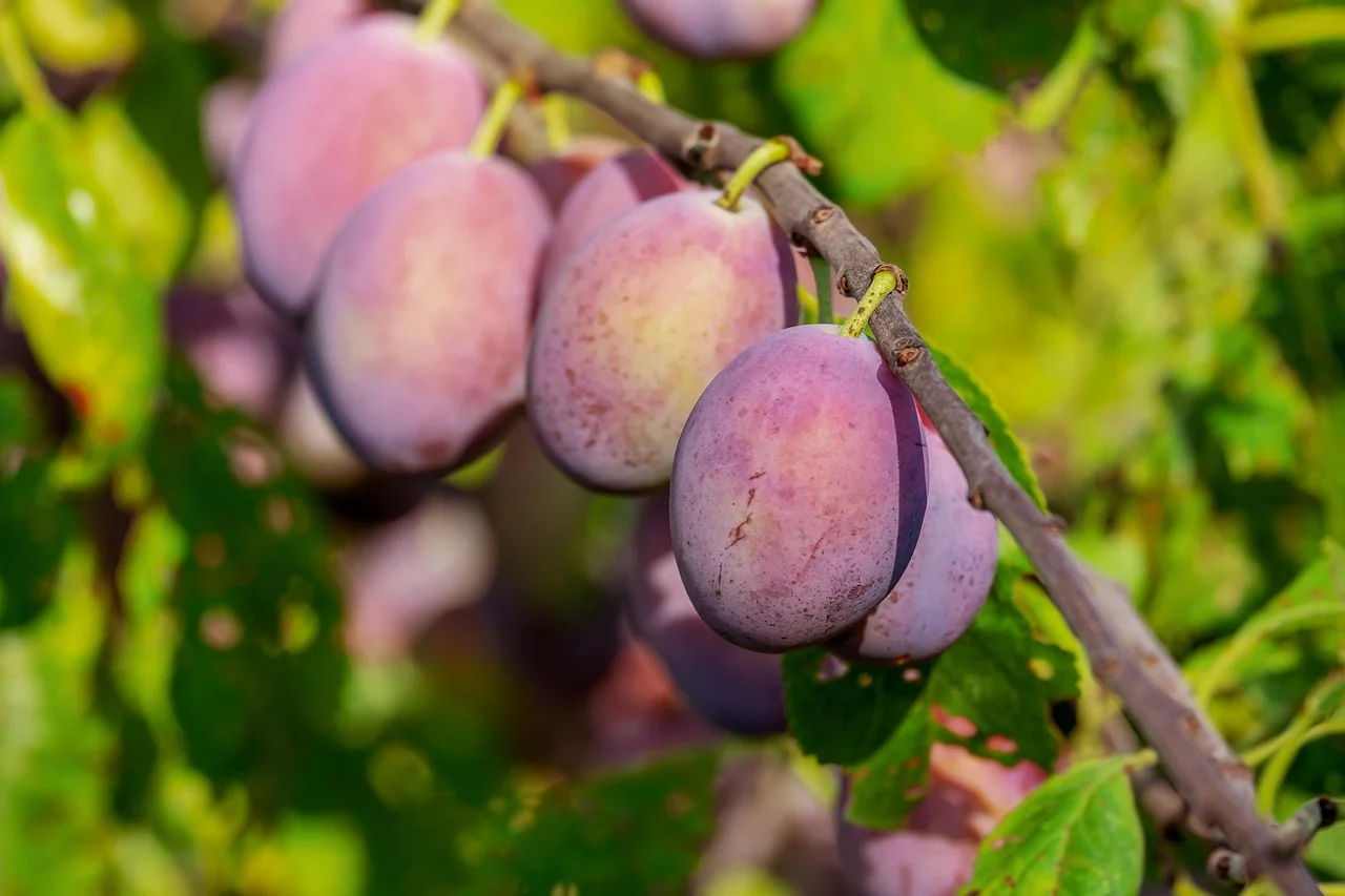 Plum Trees at Pro Garden Supply in Santa Barbara
