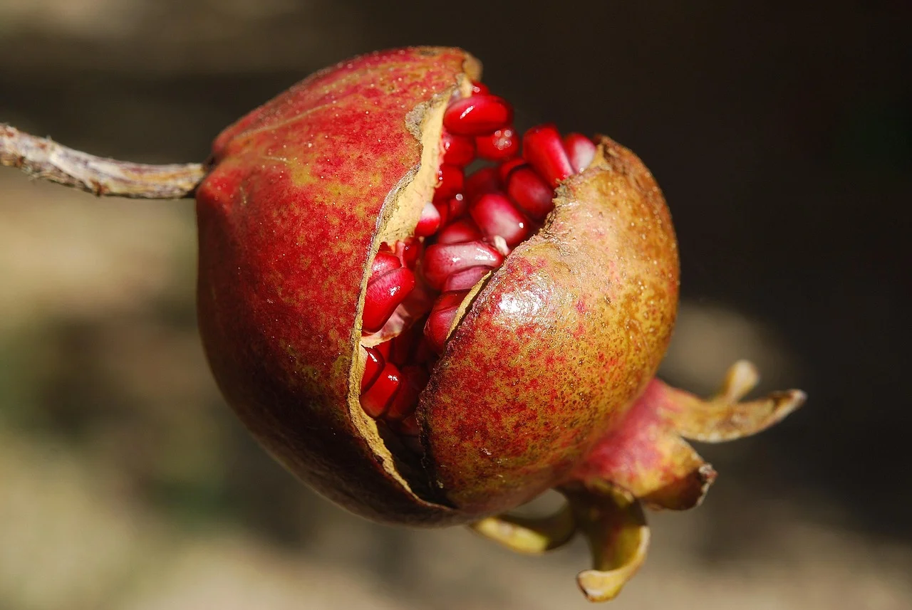 Pomegranate Trees at Pro Garden Supply in Santa Barbara