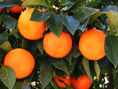 Orange-Tree