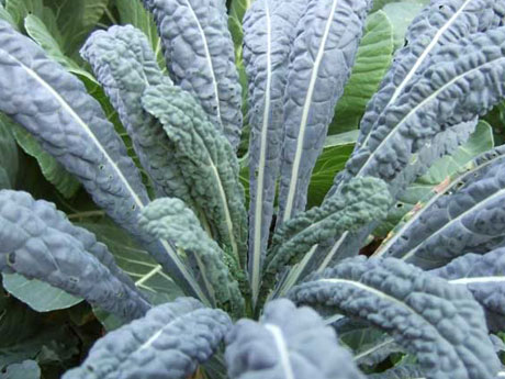 Santa Barbara Kale Plants