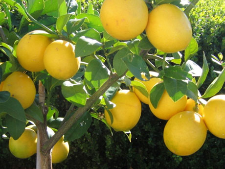 Santa Barbara Meyer Lemon