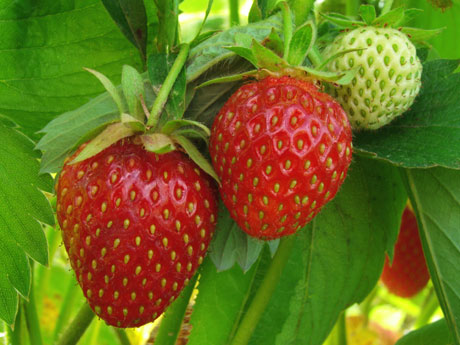 Santa Barbara Strawberry Plants for Sale