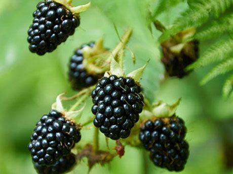 Blackberry Plants for Sale - Santa Barbara