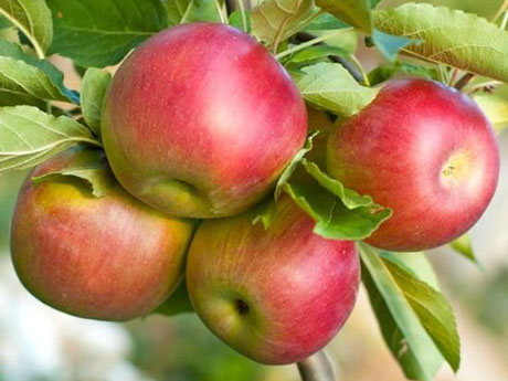Fuji Apple Trees for Sale - Santa Barbara
