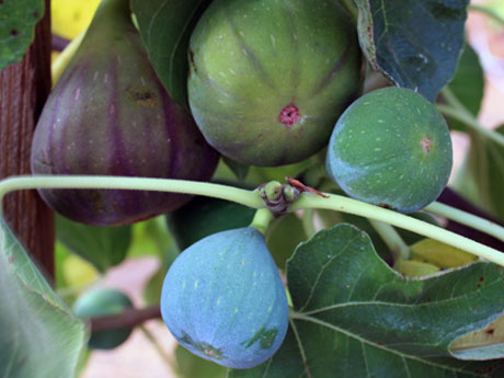Mission Fig Trees for Sale - Santa Barbara
