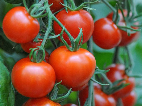 Tomato Plants for Sale - Santa Barbara