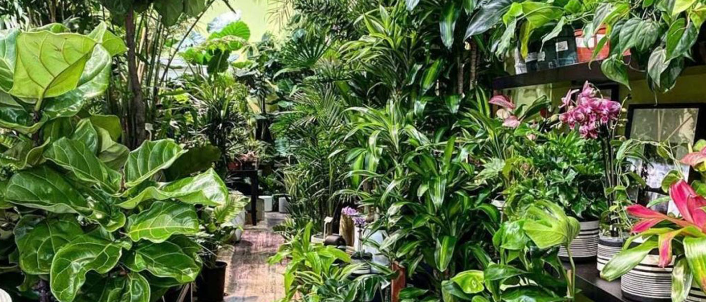 Santa Barbara Garden Supply Indoor Plants